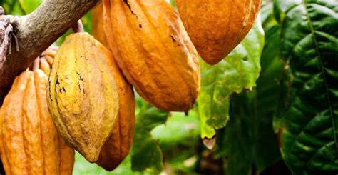 Campagne intermédiaire Le prix bord champ du cacao fixé à 825 Fcfa Kg