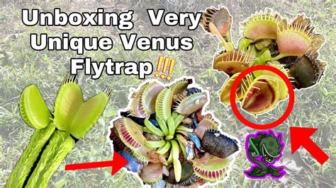 Unboxing Unique Venus Flytrap Funnel Trap Schuppenstiel