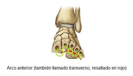 Cu L Es El Mejor Tipo De Calzado Fisioonline