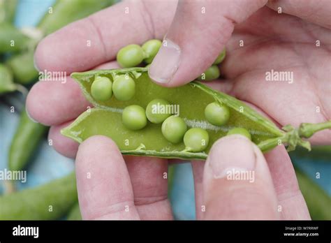 Pisum Sativum Alderman Shelling Freshly Picked Alderman Garden Peas