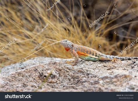 Greater Earless Lizard Cophosaurus Texanus Sonoran Stock Photo