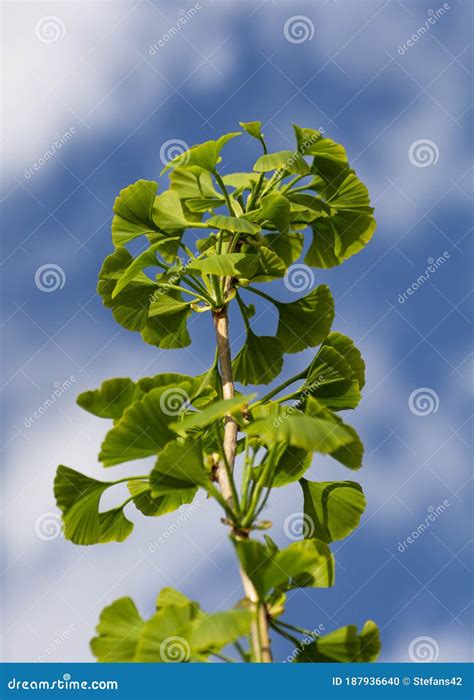 Leaves of a Ginkgo Biloba Tree,Maidenhair Tree,Ginkgophyta. Stock Photo ...