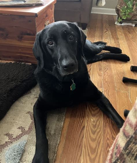 Dog For Adoption Cliff A Labrador Retriever In Golden Co Petfinder