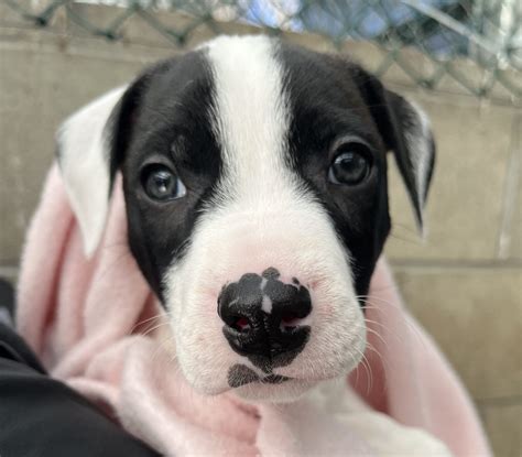 Wil Wheaton – Dogwatch Sanctuary Trust