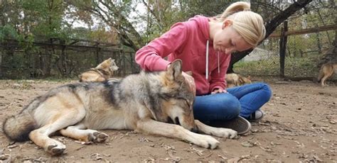 Domesticated Wolves Suffer Separation Anxiety From Humans Similar To ...