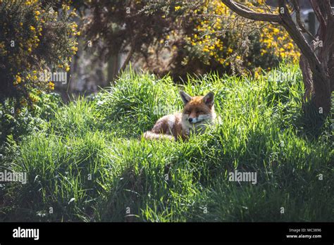 The Red Fox Vulpes Vulpes Is The Largest Of The True Foxes This