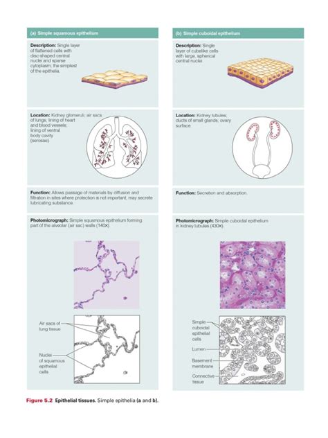 Tissue Types | PDF