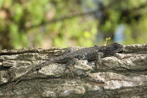 Eastern Fence Lizard Wallpapers Wallpaper Cave