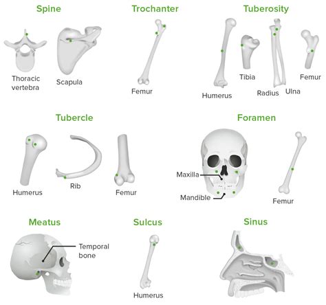 Maxilla Bone Markings