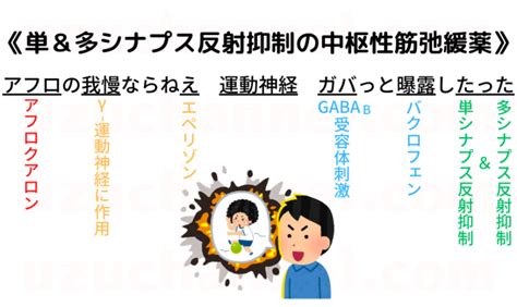 【ゴロ】単＆多シナプス反射抑制の中枢性筋弛緩薬 ゴロナビ〜薬剤師国家試験に勝つ〜