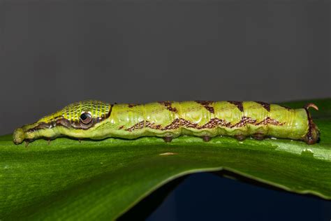 Eupanacra Mydon Common Caterpillars Of Hong Kong Inaturalist