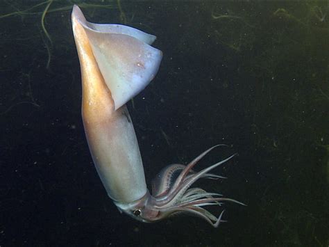 Deep Sea Squid Communicate With Glowing Skin NPR