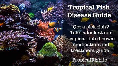 Tropical Fish Diseases Medication And Treatment Guide