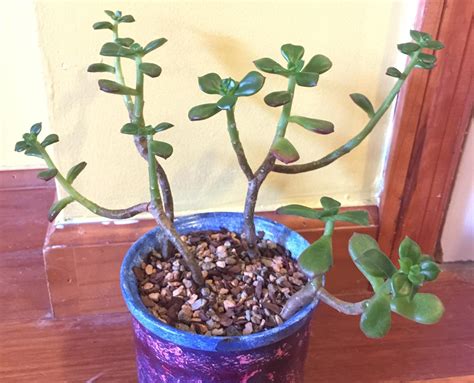 Tips on propagating from a woody stem on Sedeveria Letizia? : r/succulents