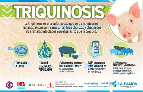 Reiteran Medidas Preventivas Contra La Triquinosis Agencia News