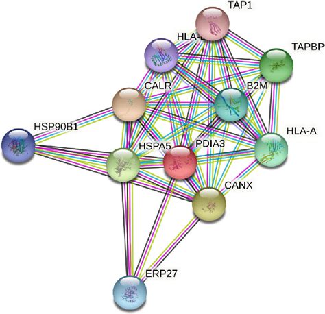 The String Protein Protein Interaction Network Of Pdia3 With Other