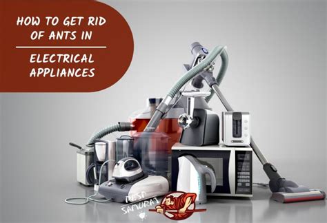 How To Get Rid Of Ants In Electrical Appliances Tips And Guide Pest