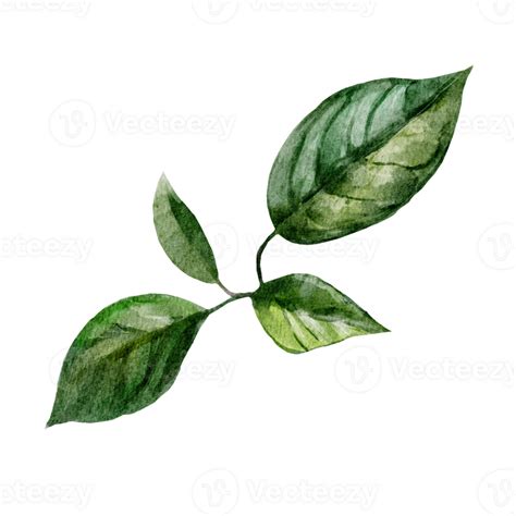 Watercolor Illustration With Avocado Branch Png