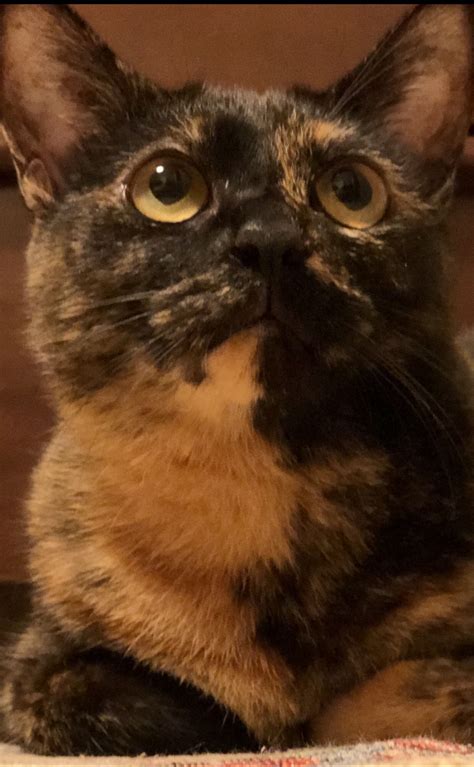 Wasabi Poppy 28102018 Tortoiseshell Cat Personality Cats Cute Cats