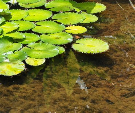 How to Grow Peace Lily IN Water? - GardenZoo