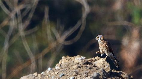 Kestrel — Corica Park Open Space Project