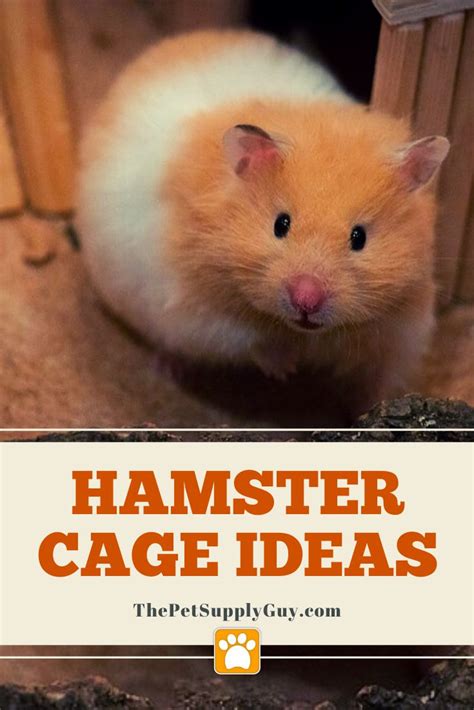 A Hamster Is Sitting On The Floor In Front Of A Door With Text Overlay