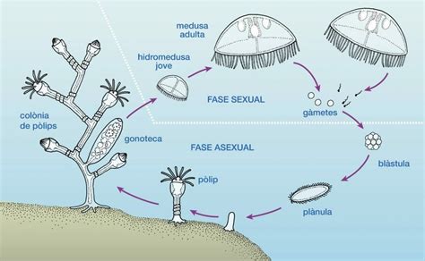 Consecuencias De Las Picaduras De Las Medusas Qu Hacer Y Qu No Si Te