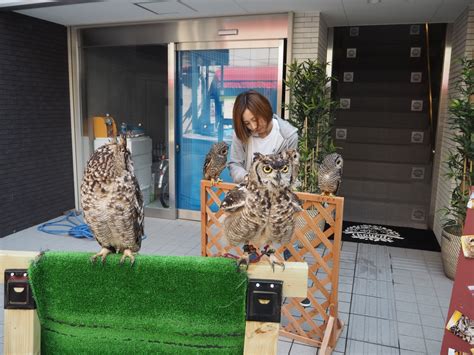 一緒に Blog 大阪心斎橋 幸せのフクロウカフェchouette（シュエット）