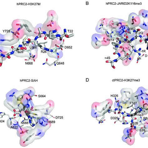 The Polycomb Repressive Complex Prc A Domain Organiza Tion Of Each