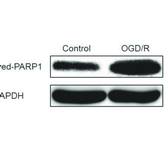 Parp Was Activated By Ogd R Induced Myocardial Autophagy H C Cells