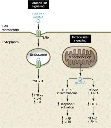 Jci The Role Of Mitochondria In Aging