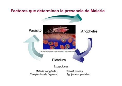 Ciclo Biológico Del Plasmodium