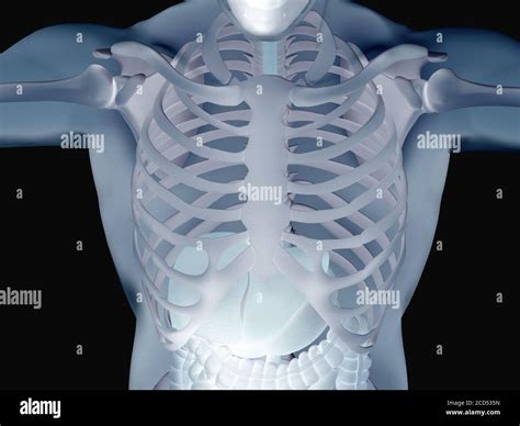 Anatomie De La Cage Thoracique Humaine Illustration D Photo Stock Alamy