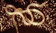 Roundworms ( Read ) | Biology | CK-12 Foundation