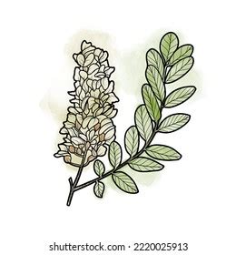 2,343 Acacia Flower Watercolor Images, Stock Photos & Vectors | Shutterstock