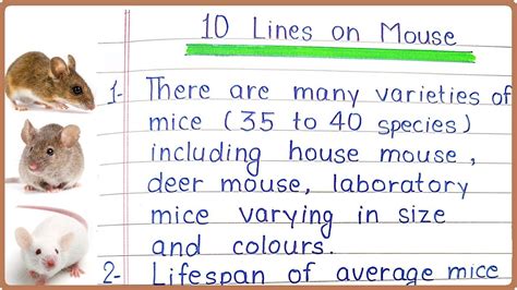 Lines Essay On Mouse In English Mouse Points Few Lines