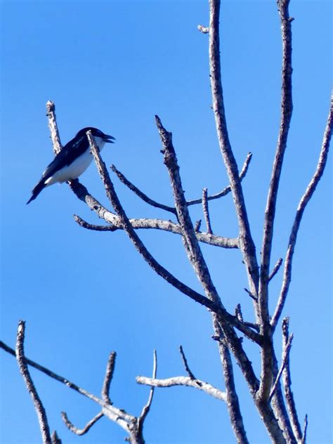 Madagascar: Birds of Madagascar – Travel2Unlimited