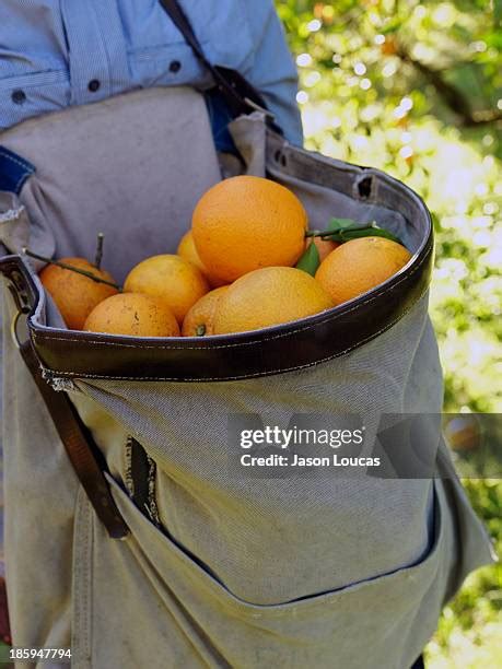 98 Citrus Orchard Australia Stock Photos, High-Res Pictures, and Images ...