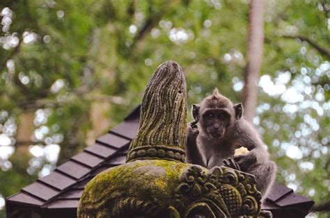 Exploring The Sacred Monkey Forest In Ubud Bali Feast Of Travel