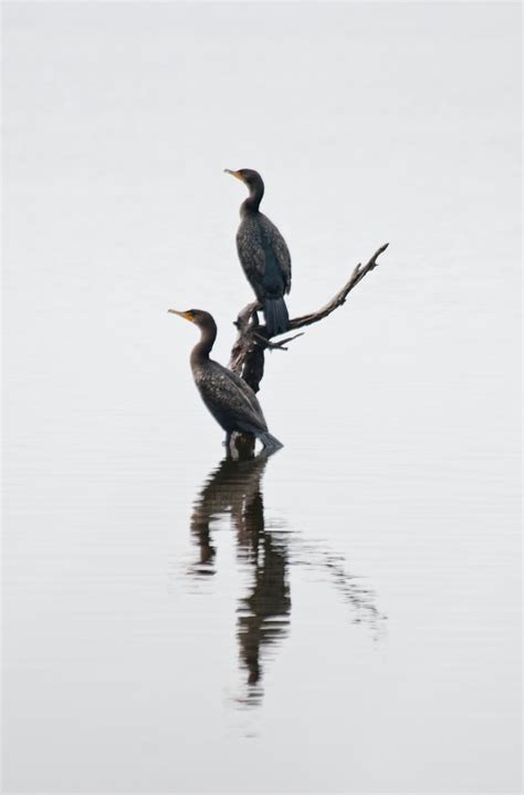 #Kiawah Island wildlife | Kiawah island, Location photography, Kiawah