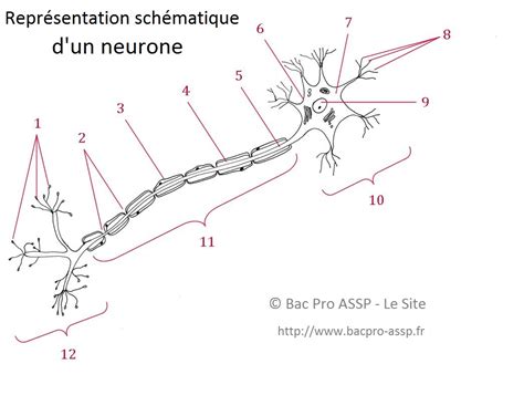 Le Neurone