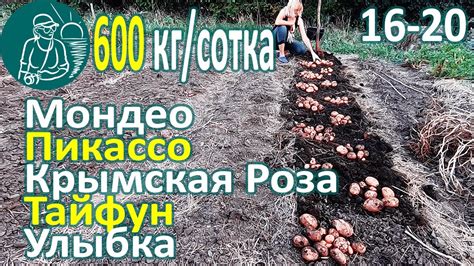 🥔 Сбор урожая 26 сортов картофеля в жарком климате: Тайфун, Улыбка ...