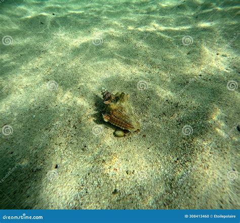 Queen Conch Underwater In The Sand Strombus Gigas Stock Photo Image