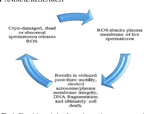 Figure 1 From Greater Potentiality Of Sperm Membrane Bound Fertility