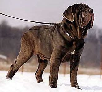 Dogs Info: Australia Neapolitan Mastiff Breeders