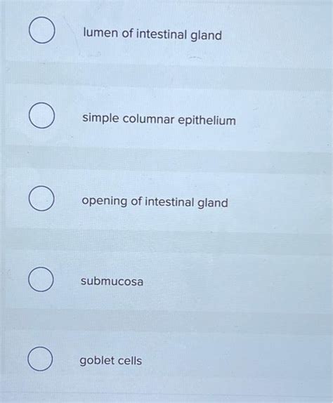 Solved Which Structure Is Highlighted Lumen Of Intestinal Chegg