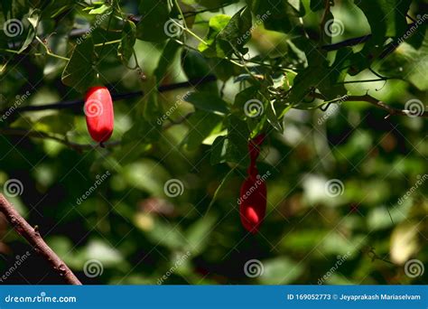 Coccinia Grandis, the Ivy Gourd with Fruits and Leaves Stock Image - Image of green, fruits ...