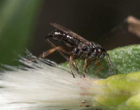 Braconid Wasp Sp Bugguidenet