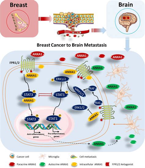 Anxa1 Fpr Stat3 And Erk12 Stat1 Signaling In Breast Cancer To Brain