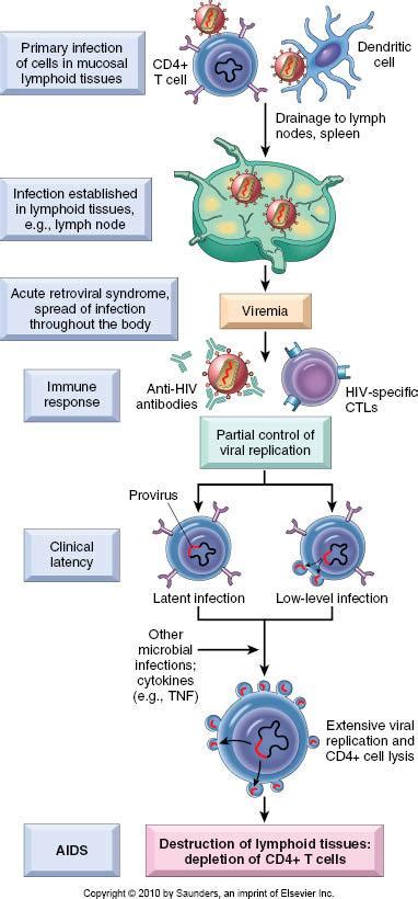 Flashcards Robbins Fungi Parasites Virus Anemia Figures Studyblue